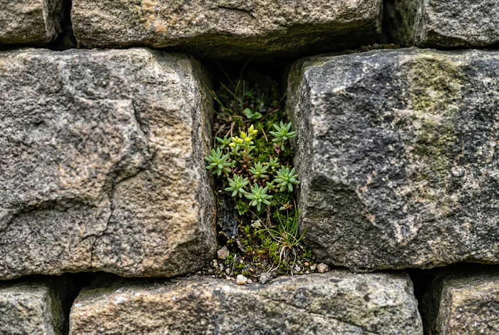 Gros plan sur l'assemblage précis de pierres sèches avec une petite plante rocheuse