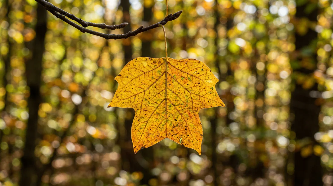 Gros plan sur une feuille de Tulipier de Virginie en automne